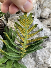 Polypodium cambricum