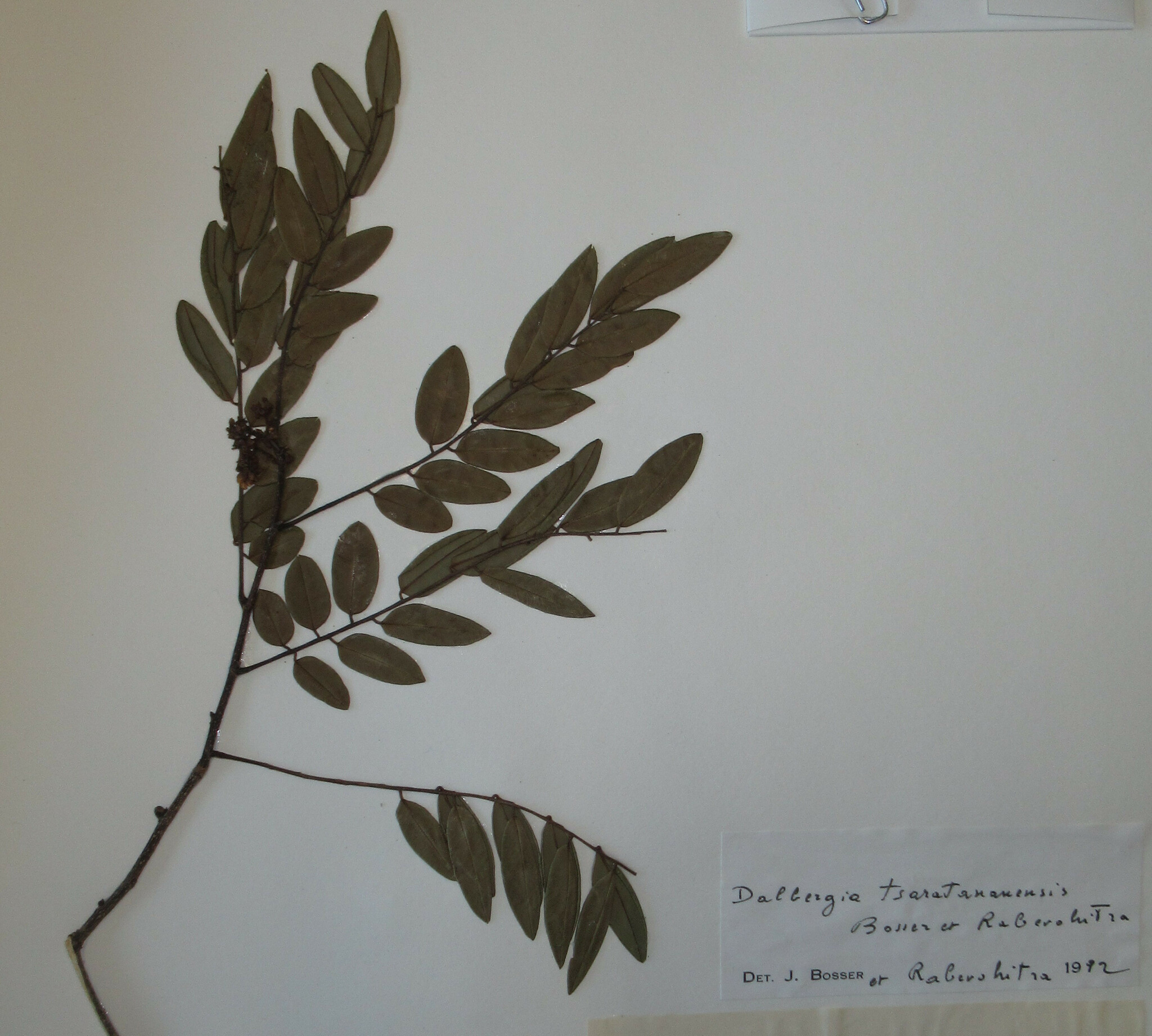 Dalbergia tsaratananensis