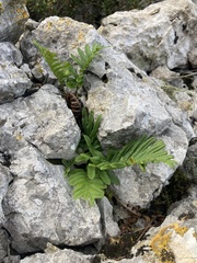 Polypodium cambricum