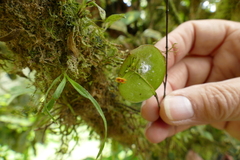 Lepanthes pecunialis