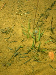 Eriocaulon neocaledonicum