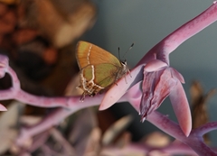 Callophrys xami