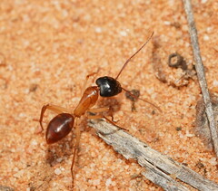 Camponotus nigriceps