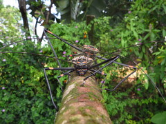 Acrocinus longimanus