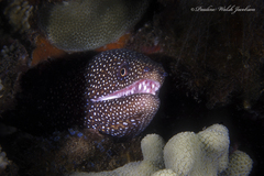 Gymnothorax meleagris