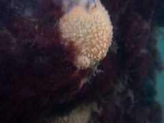 Thordisa bimaculata