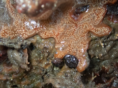 Botrylloides diegensis