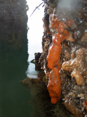 Botryllus schlosseri