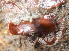 Watersipora subtorquata