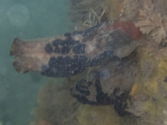 Botryllus schlosseri