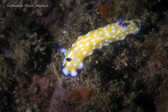 Goniobranchus vibratus