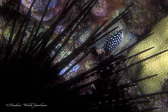 Canthigaster jactator