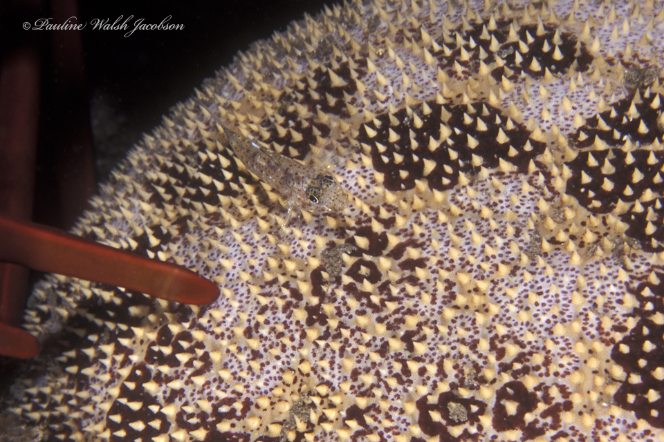 Barenape Goby