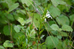 Turraea obtusifolia