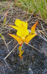 Disa tenuifolia