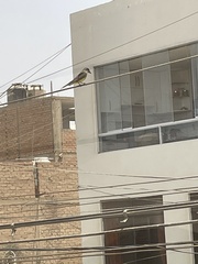 Tyrannus melancholicus