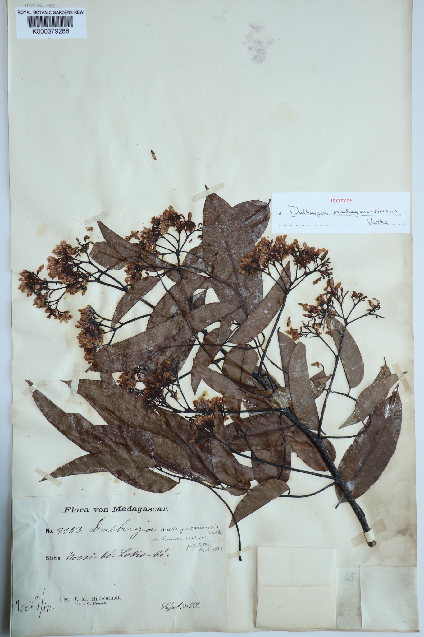 Dalbergia madagascariensis
