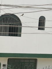 Tyrannus melancholicus