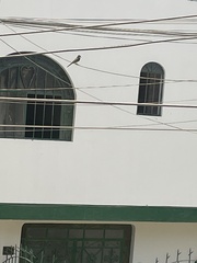 Tyrannus melancholicus