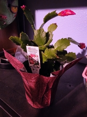Schlumbergera truncata