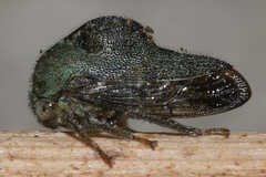 Telamona