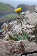 Hypochaeris maculata