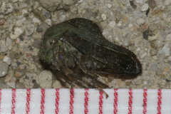 Telamona