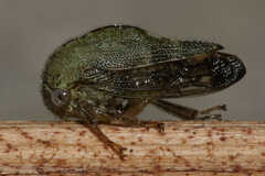 Telamona