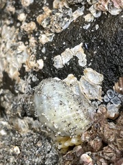 Nucella lamellosa