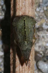 Telamona