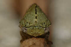Telamona