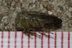 Telamona
