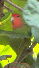 Agapornis roseicollis