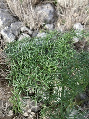 Ferula