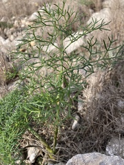 Ferula