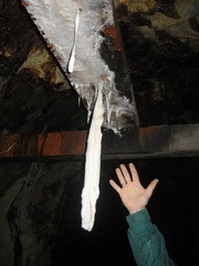 Phanerodontia chrysosporium