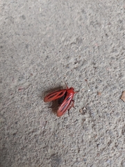 Sphenoclypeana parana