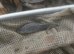 Aphredoderus sayanus