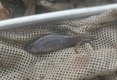 Aphredoderus sayanus