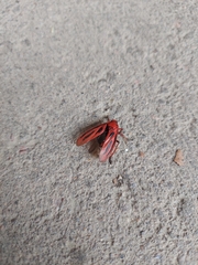 Sphenoclypeana parana