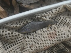 Aphredoderus sayanus