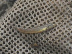 Etheostoma gracile