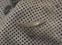 Etheostoma gracile