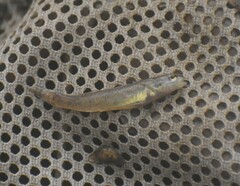 Etheostoma gracile