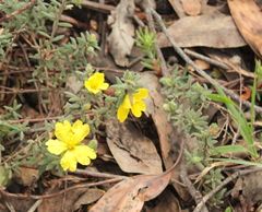 Hibbertia crinita