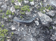 Geomalacus maculosus