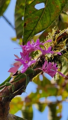 Epidendrum centropetalum