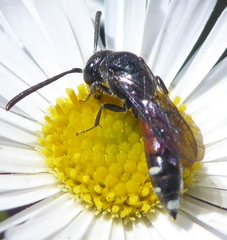 Sapyga quinquepunctata