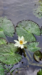 Nymphaea ampla
