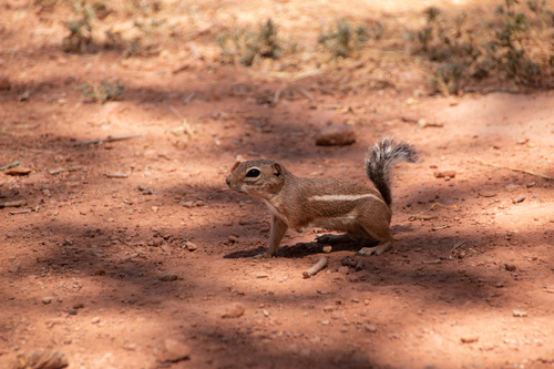 White-tailed Antelope Squirrel